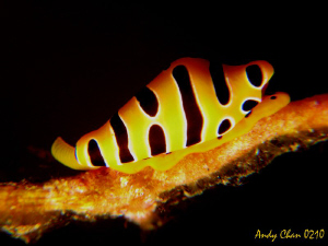Another Cowrie - Tulamben by Andy Chan 